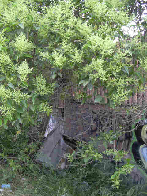 Foto_10